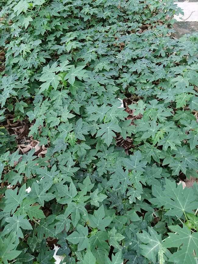 15木瓜樹多少錢一棵?2020年木瓜樹價格最新價格