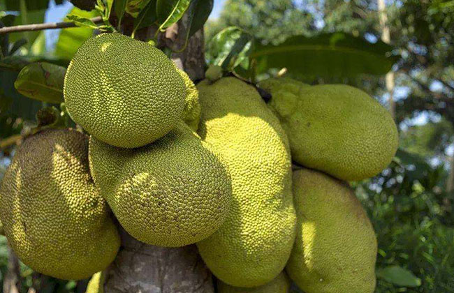 菠蘿蜜