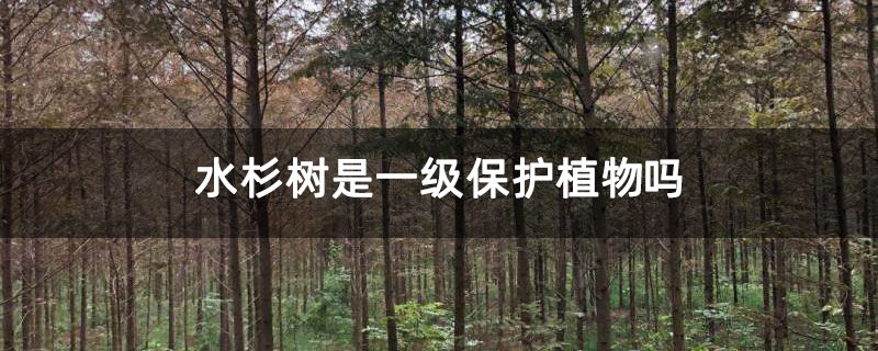 水杉樹是一級保護植物嗎