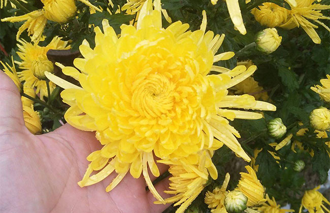 菊花茶有幾種