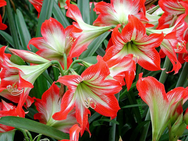 朱頂紅