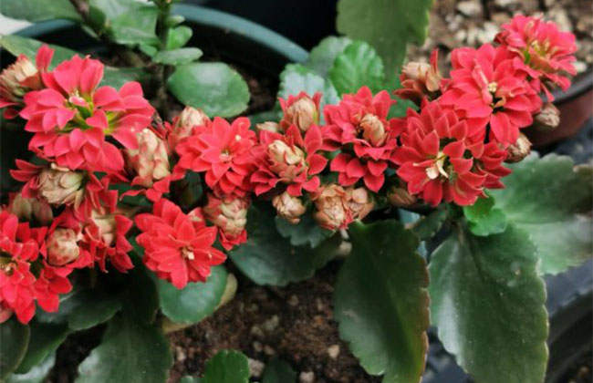 長(zhǎng)壽花的花語(yǔ)是什么?長(zhǎng)壽花的寓意和象征