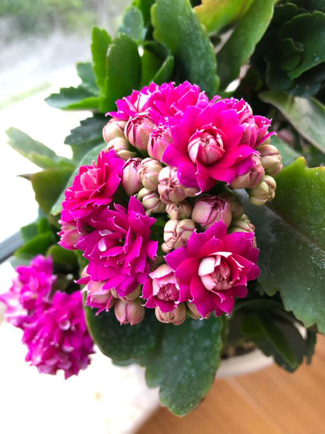 長(zhǎng)壽花的花語(yǔ)是什么?長(zhǎng)壽花的寓意和象征