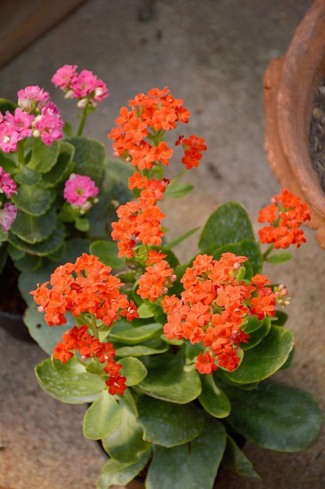 長(zhǎng)壽花的花語(yǔ)是什么?長(zhǎng)壽花的寓意和象征