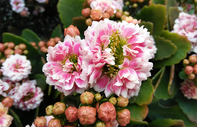 長(zhǎng)壽花的花語(yǔ)是什么?長(zhǎng)壽花的寓意和象征