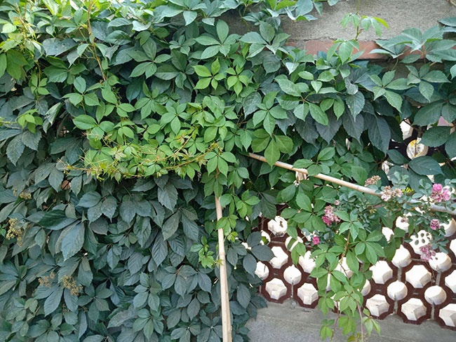 如何種植爬山虎?爬山虎苗種植方法和時間