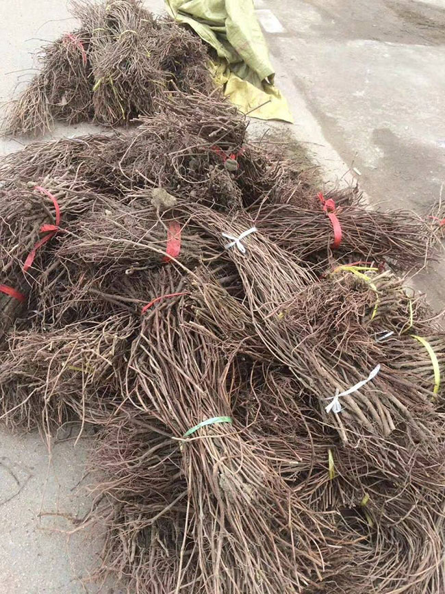 如何種植爬山虎?爬山虎苗種植方法和時間