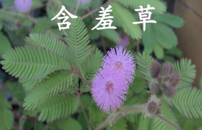 含羞草的花語(yǔ)是什么?含羞草的寓意和象征