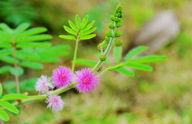 含羞草的花語(yǔ)是什么?含羞草的寓意和象征
