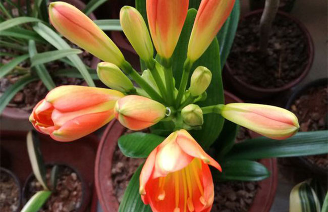 君子蘭的花語是什么?君子蘭的寓意和象征