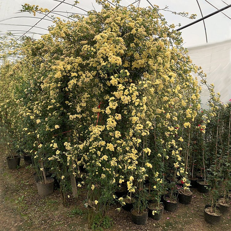 黃色木香花 黃色木香花